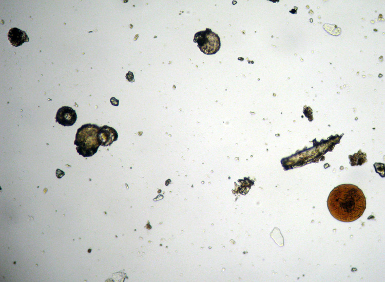 Microscopia (quasi) 